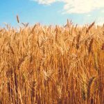 Trigo silvestre en Israel con una altísima resistencia a las enfermedades Trigo silvestre en Israel con una altísima resistencia a las enfermedades