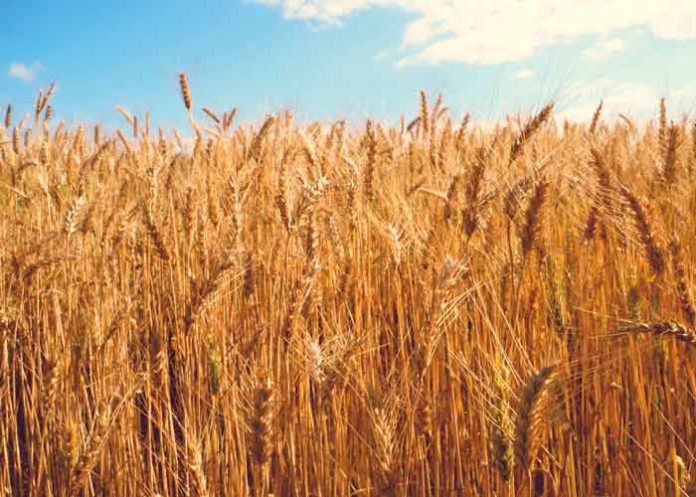 Trigo silvestre en Israel con una altísima resistencia a las enfermedades