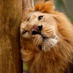 La oxitocina, la hormona del amor, convierte a fieros leones en gatitos Oxitocina en leones