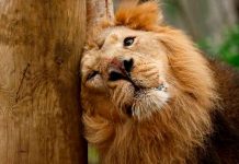 La oxitocina, la hormona del amor, convierte a fieros leones en gatitos Oxitocina en leones