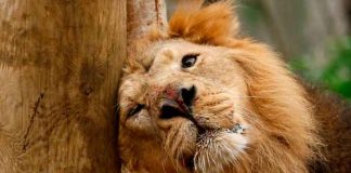 Oxitocina en leones