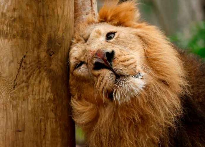 1 Oxitocina en leones