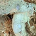 Científicos hallan en ámbar a un insecto que vivió más de 30 millones de años.