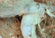 Científicos hallan en ámbar a un insecto que vivió más de 30 millones de años.