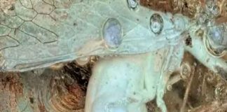 Científicos hallan en ámbar a un insecto que vivió más de 30 millones de años.