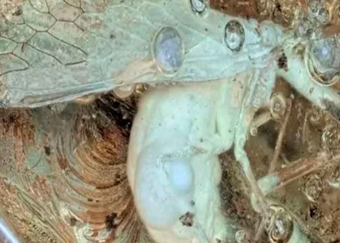 Científicos hallan en ámbar a un insecto que vivió más de 30 millones de años.