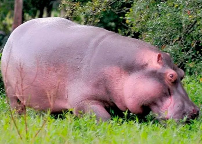 1 Hipopótamos se pasean tranquilamente en pueblo de Colombia