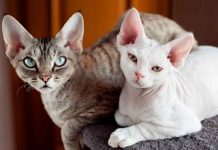 ¡Increíble! Científicos crearan gatos 100% hipoalergénicos ¡Increíble! Científicos crearan gatos 100% hipoalergénicos
