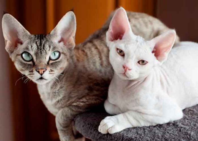 12 ¡Increíble! Científicos crearan gatos 100% hipoalergénicos