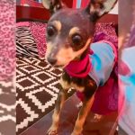 Joven se viraliza al contar la historia de su perrita disecada
