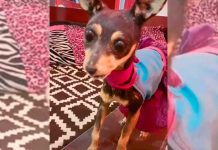 Joven se viraliza en TikTok al contar la historia de su perrita disecada Joven se viraliza al contar la historia de su perrita disecada