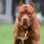 Anciana de 70 años muere por ataque de perros pitbull en Guatemala