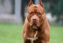 Anciana de 70 años muere por ataque de perros pitbull en Guatemala Anciana de 70 años muere por ataque de perros pitbull en Guatemala