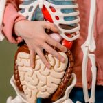 Estudio científico afirma que los órganos del cuerpo envejecen a distintos ritmos Estudio científico afirma que los órganos del cuerpo envejecen a distintos ritmos