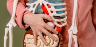 Estudio científico afirma que los órganos del cuerpo envejecen a distintos ritmos