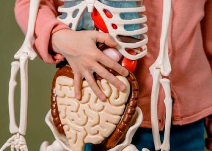 2 Estudio científico afirma que los órganos del cuerpo envejecen a distintos ritmos