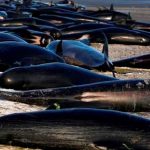 Alrededor de una treintena de ballenas mueren varadas en Nueva Zelanda Alrededor de una treintena de ballenas mueren varadas en Nueva Zelanda