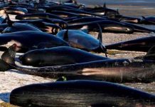 Alrededor de una treintena de ballenas mueren varadas en Nueva Zelanda