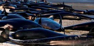 Alrededor de una treintena de ballenas mueren varadas en Nueva Zelanda