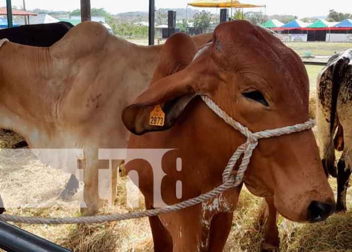 Inauguran la feria ganadera de Matiguás 2022