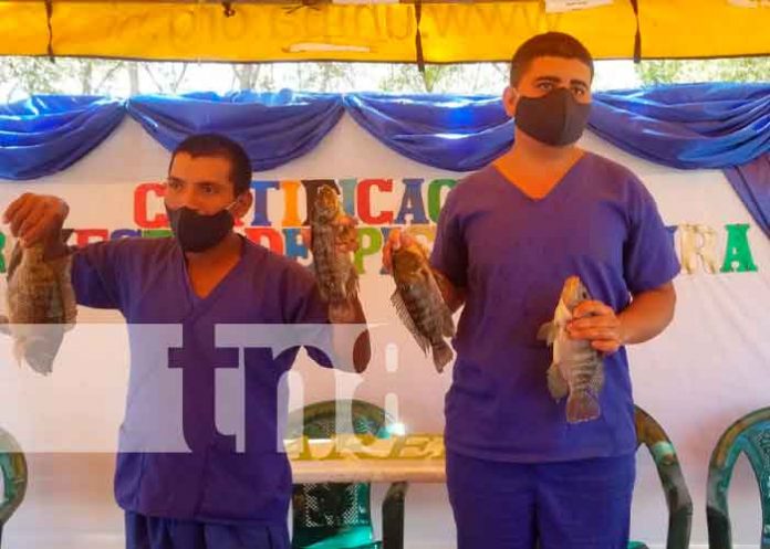 2 Certifican en la producción de peses a sistema penitenciario en Matagalpa