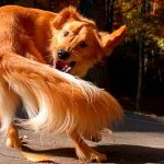 ¿Debe de preocuparte que tu perro se persiga la cola?