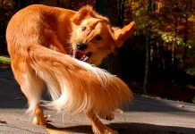 ¿Debe de preocupar que los perros se persigan la cola? esto dicen investigadores ¿Debe de preocuparte que tu perro se persiga la cola?