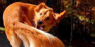 ¿Debe de preocuparte que tu perro se persiga la cola?