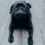 ¡Increible! pelea con su novio y arroja a su perro desde un séptimo piso ¡Increible! pelea con su novio y arroja a su perro desde un séptimo piso