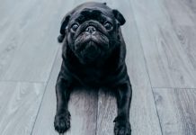 ¡Increible! pelea con su novio y arroja a su perro desde un séptimo piso
