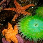 Descubren fósil de millones que pertenece a familia de equinodermos