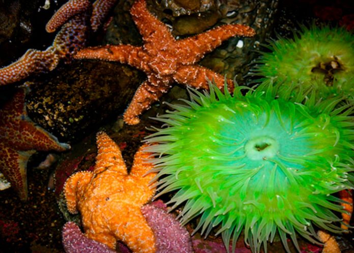 Descubren fósil de millones que pertenece a familia de equinodermos