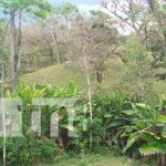 MARENA declara reserva silvestre privada la Finca «Los Deseos» en Boaco MARENA declara reserva silvestre privada la Finca "Los Deseos" en Boaco