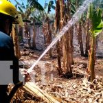 Incendio arrasa con cultivo de plátano en Ometepe Incendio en platanera en Ometepe