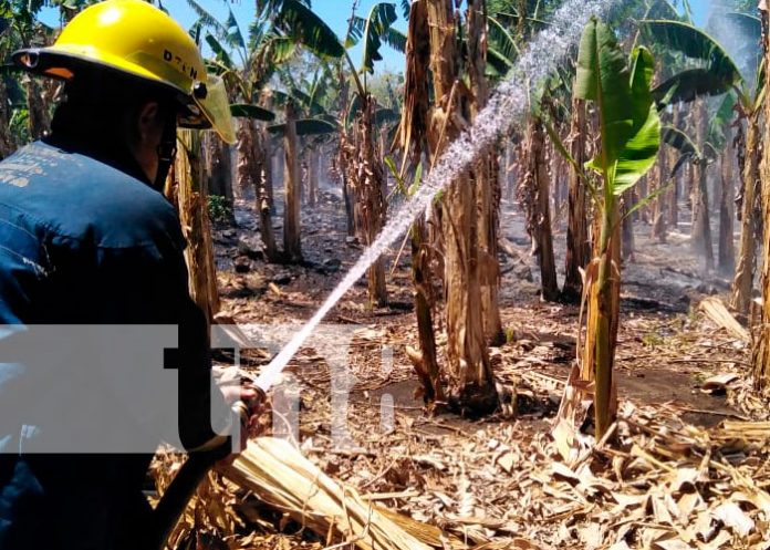 Incendio en platanera en Ometepe