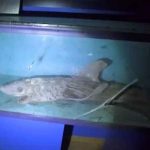 Bestia marinas encontradas en un museo abandonado en España