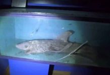 Museo de terror, en acuario abandonado en España ¡VIDEO! Bestia marinas encontradas en un museo abandonado en España