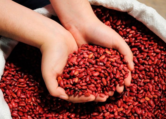 ¡Buenas noticias para los Nicas! Frijol rojo baja de precio según MIFIC