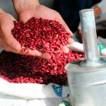¡Buenas noticias para los Nicas! Frijol rojo baja de precio según MIFIC