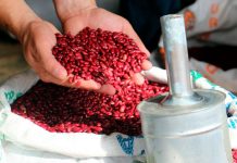 ¡Buenas noticias para los Nicas! Frijol rojo baja de precio según MIFIC ¡Buenas noticias para los Nicas! Frijol rojo baja de precio según MIFIC