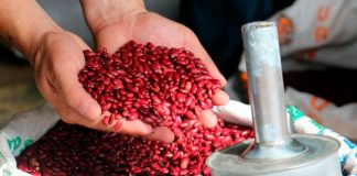 ¡Buenas noticias para los Nicas! Frijol rojo baja de precio según MIFIC