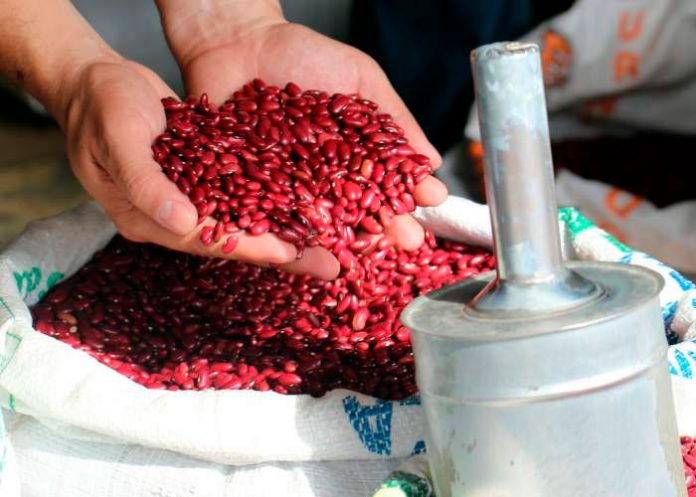FRIJOL2 ¡Buenas noticias para los Nicas! Frijol rojo baja de precio según MIFIC