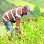 Productores de frijol destacan excelente cosecha en Murra – Nueva Segovia Productores de frijol destacan excelente cosecha en Murra - Nueva Segovia