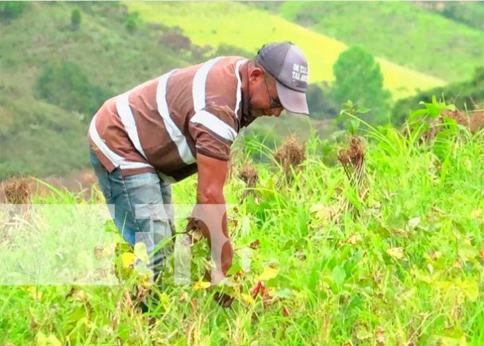 Productores de frijol destacan excelente cosecha en Murra - Nueva Segovia