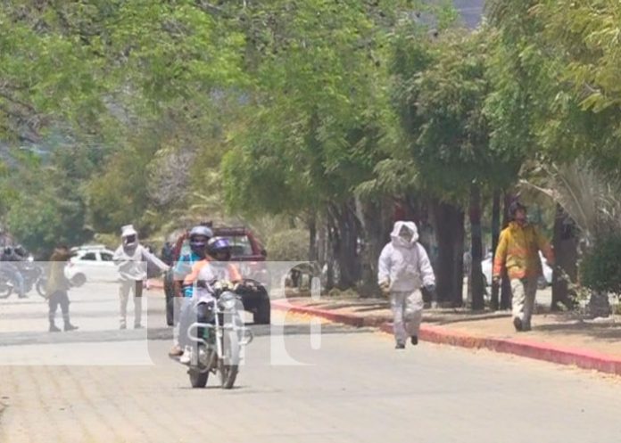 OCOTAL-1 Foto: Abejas africanas atacan a población en Ocotal/TN8