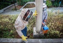 Muere hombre por ataque de abejas en Antioquia, Colombia
