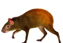 Presencia de “rata” gigante o agutí causa revuelo en Puerto Rico Presencia de “rata” gigante o agutí causa revuelo en Puerto Rico