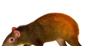 Presencia de “rata” gigante o agutí causa revuelo en Puerto Rico