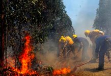 Declaran alerta amarilla ante incendios en comuna Melipueco, Chile