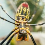 Las arañas gigantes que se multiplican en costa la costa este de EE.UU
